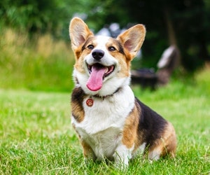 Best Artificial Grass for Dogs