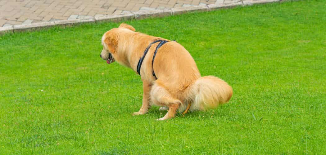 how to stop dogs pooping on artificial grass