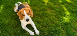 Can Dogs Pee and Poop on Artificial Grass