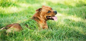 how to stop dog eating artificial grass
